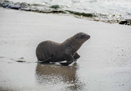 La Jolla Seal
