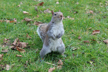 Squirrel