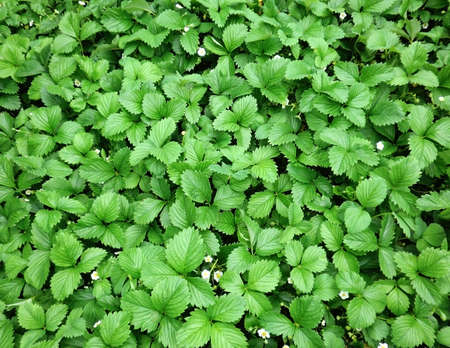 Dense strawberry field with flowers blooming background and texture, fresh organic garden.の写真素材