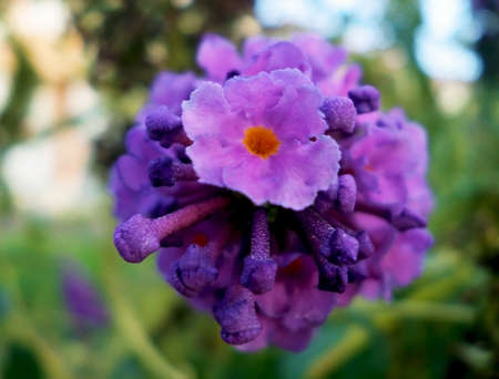 Macro of a Buddleja Davidii Border Beauty purple flower, also called Orange-eye Butterfly Bush  and 'Purple Prince'の写真素材