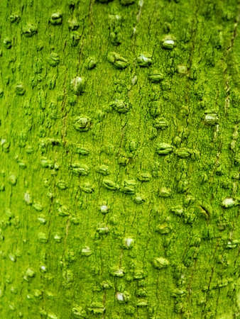 Young tree bark texture, bright green moss background.