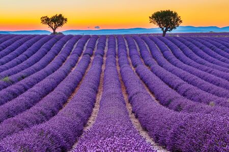 Provence, France. Lavender fields at sunset on the Plateau of Valensole.の写真素材