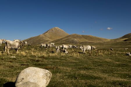 Cows rest in Gran Sasso National Park, Abruzzo, Italyの写真素材
