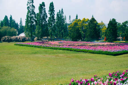 Bogor, Indonesia - A view of the flower themed park Taman Bunga Nusantara in a cloudy afternoon with a view to a field of pink to purple flowers from a distance.のeditorial素材