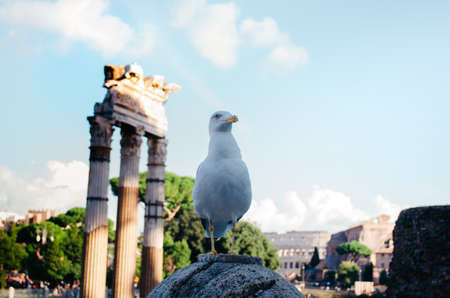Rome, Italy - A quirky seagull looking away while posing with deteriorated ancient roman structures in the background.の写真素材