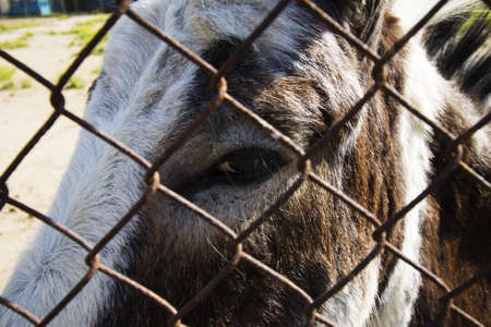 donkey eye