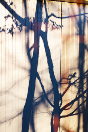 nature shadows