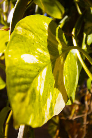 Green Leaf in the sun
