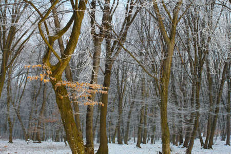 Snow-covered enchanted forestの写真素材