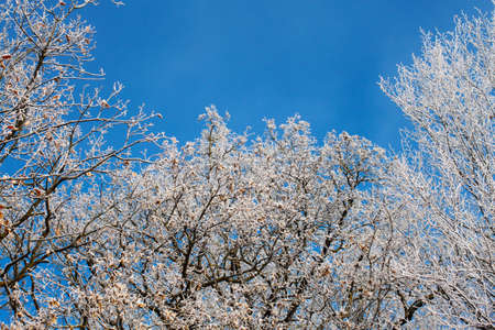 Snow-Covered Tree