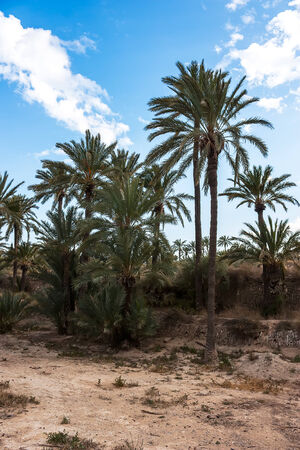 Palm tree group with blue sky in Spainの写真素材