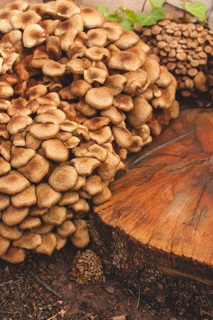 Wild mushrooms growing on the forest floor in Fallの写真素材