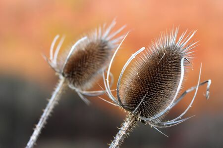 Wild carding in the evening sunの写真素材