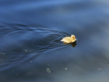 baby duck swimming freeの写真素材