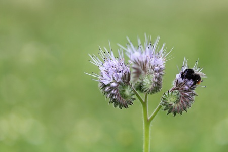 humblebee on phaceliaの写真素材