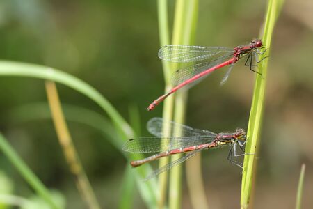 pair of Early Adonis dragonfliesの写真素材