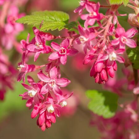 Ribes sanguineum flowersの写真素材