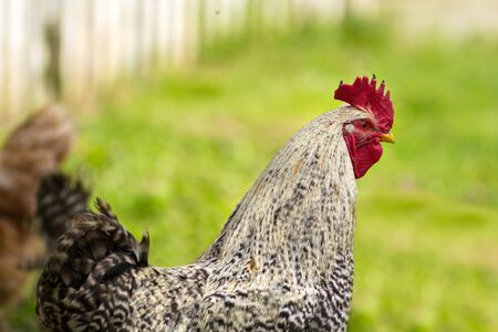 Spotted cockの写真素材