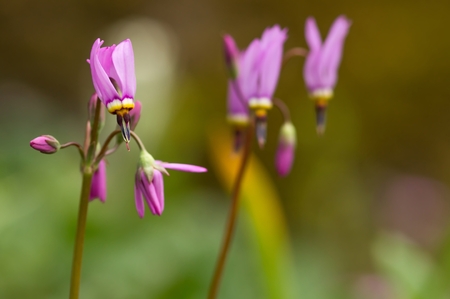 Pink Dodecatheonの写真素材
