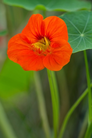The large nasturtium flowerの写真素材