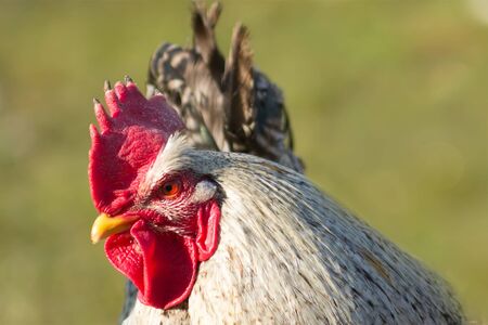 Spotted cock