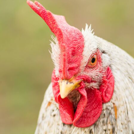 Spotted cock