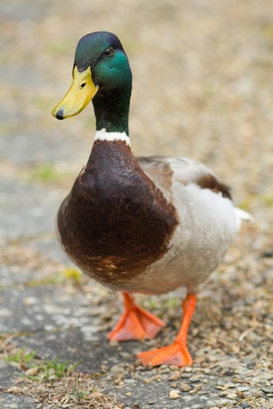 Male Mallardの写真素材