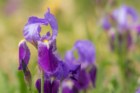 Blue Irisの写真素材
