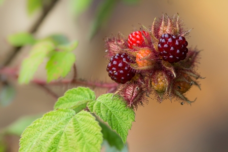 Japanese wine berryの写真素材