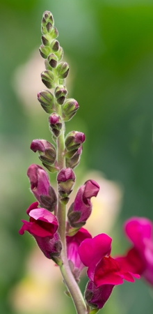Pink Snapdragonの写真素材