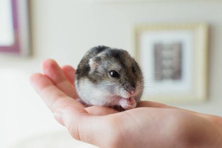 cute domestic pet. Siberian hamster in hand at homeの写真素材