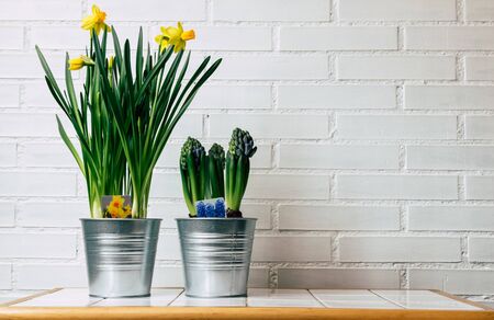 Narcissus and jacinth plant indoors on a white brick background with space.