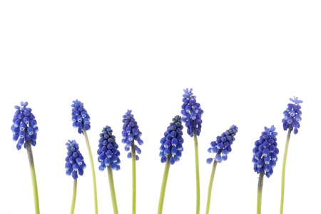 A border of blue grape hyacinths with space for textの写真素材