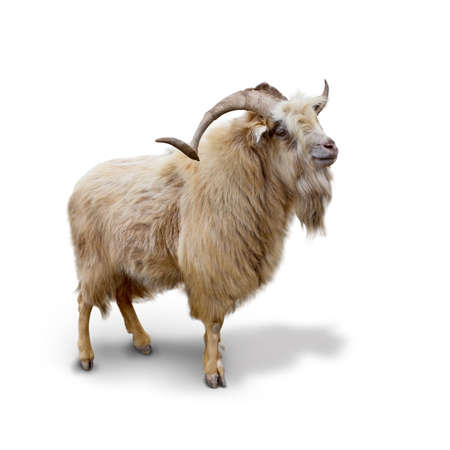Wild mountain goat Isolated on the white background Wild mountain goat Isolated on the white background