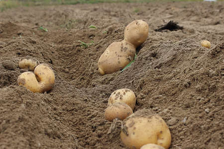 unusual shape of the potatoes during harvestの写真素材