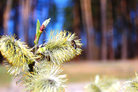 Bee collects nectar in the spring with willowの写真素材