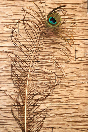 The peacock feather in the interior of the houseの写真素材