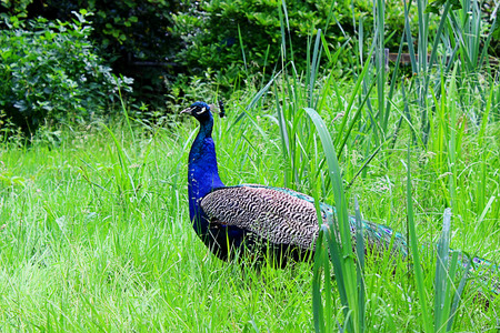 Home peacock in its natural habitatの写真素材