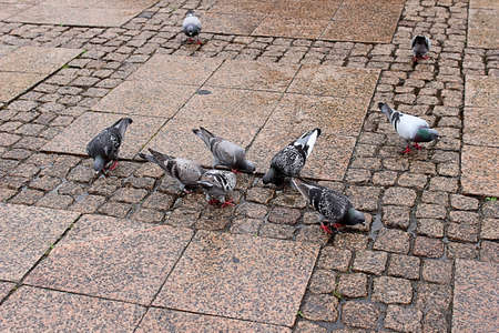 Pigeons drink from puddles on the pavementの写真素材