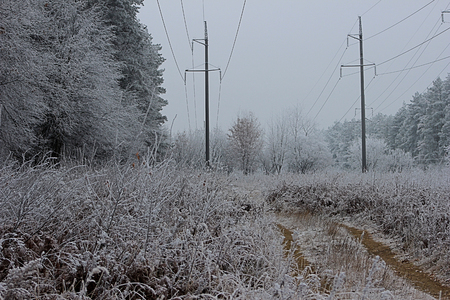 A clearing in the forest after ice rain in winterの写真素材
