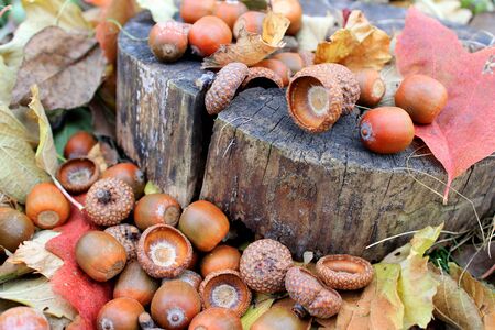 fallen acorns with dry leaves in the gardenの写真素材