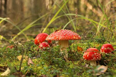A few red mushrooms fly agaric in the autumn forestの写真素材