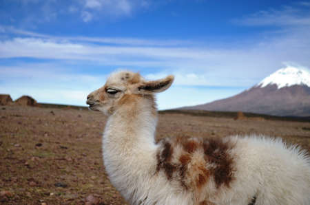 Llama in the Chilean Altiplanoの写真素材