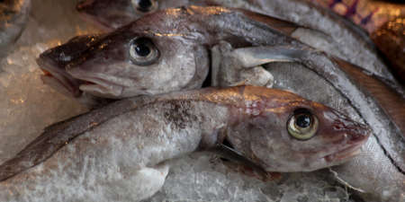 Fish Market