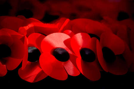 Remembrance Day Poppiesの写真素材