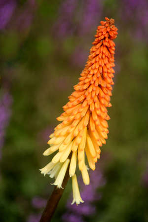 Abstract floral Sceneの写真素材