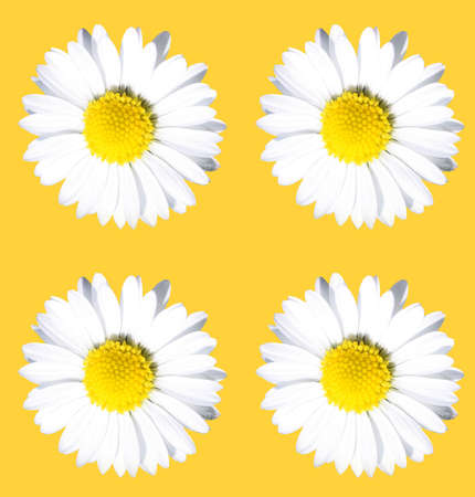 Abstract Floral Sceneの写真素材