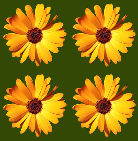 Abstract Floral Sceneの写真素材