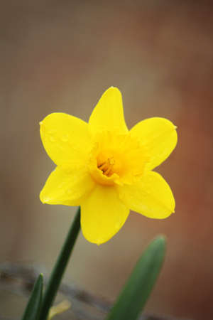 Abstract Daffodilの写真素材
