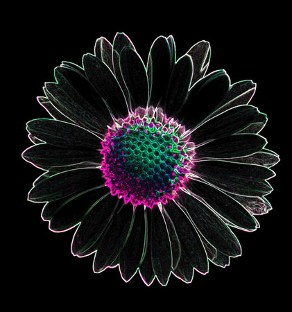 Daisy flower isolated on black background. Computer generated 3D photo rendering.の写真素材